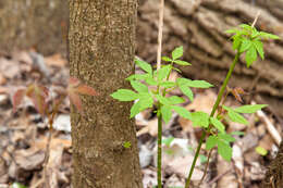 Image of Box Elder