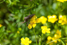 Image of Florida leaf-footed bug