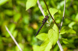 Image of Common Baskettail