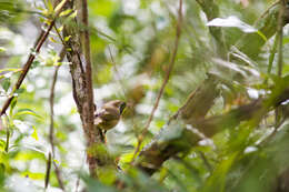 Geothlypis trichas (Linnaeus 1766) resmi