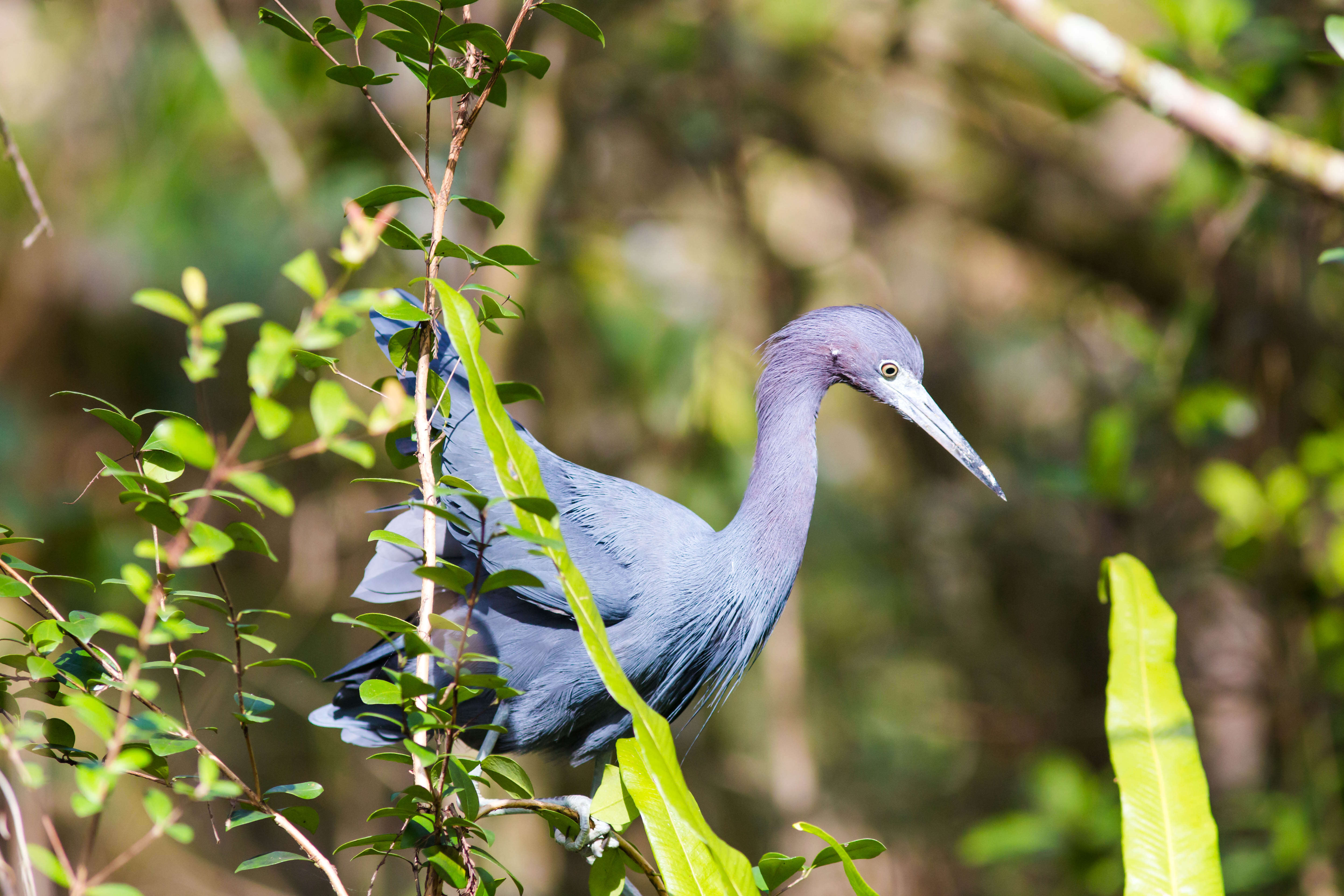 Image of Little Blue Heron