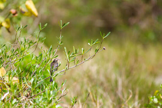 Image of Myrtle Warbler