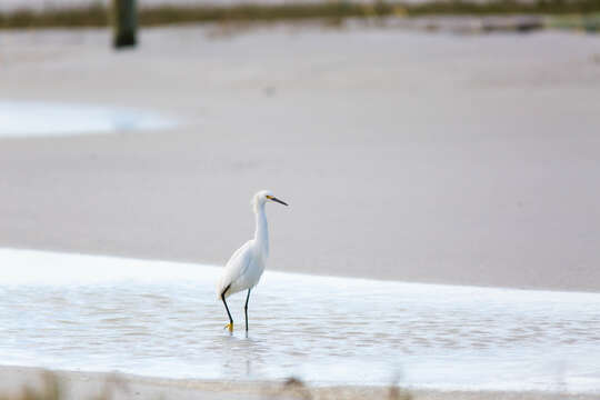 Image of Snowy Egret