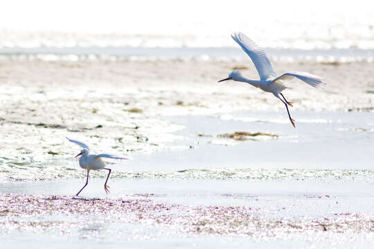 Image of Snowy Egret