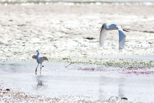 Image of Snowy Egret