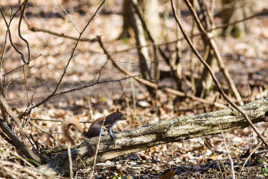 Image of Sciurus subgen. Sciurus Linnaeus 1758