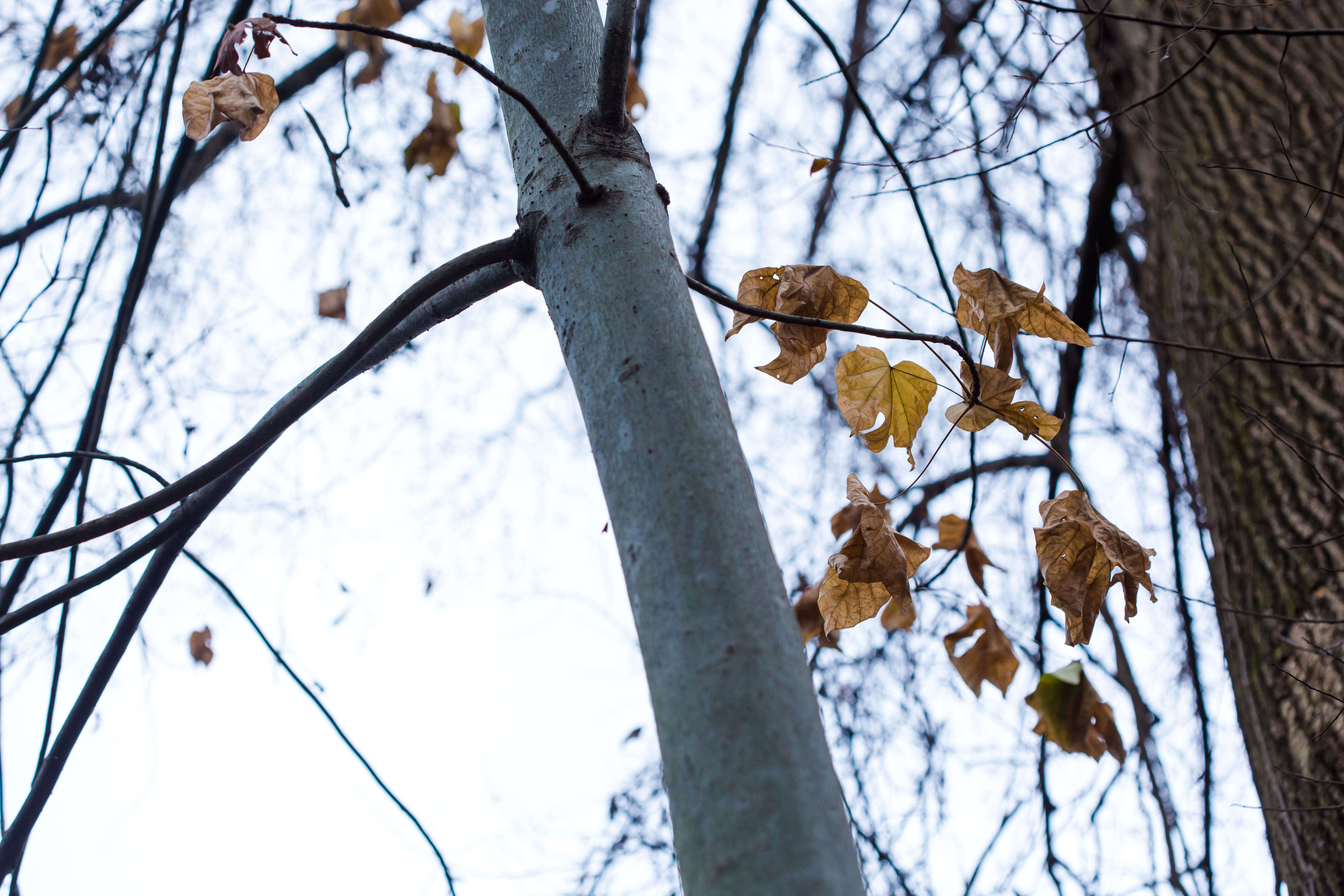 Image of Chinese parasoltree