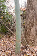 Image of Chinese parasoltree