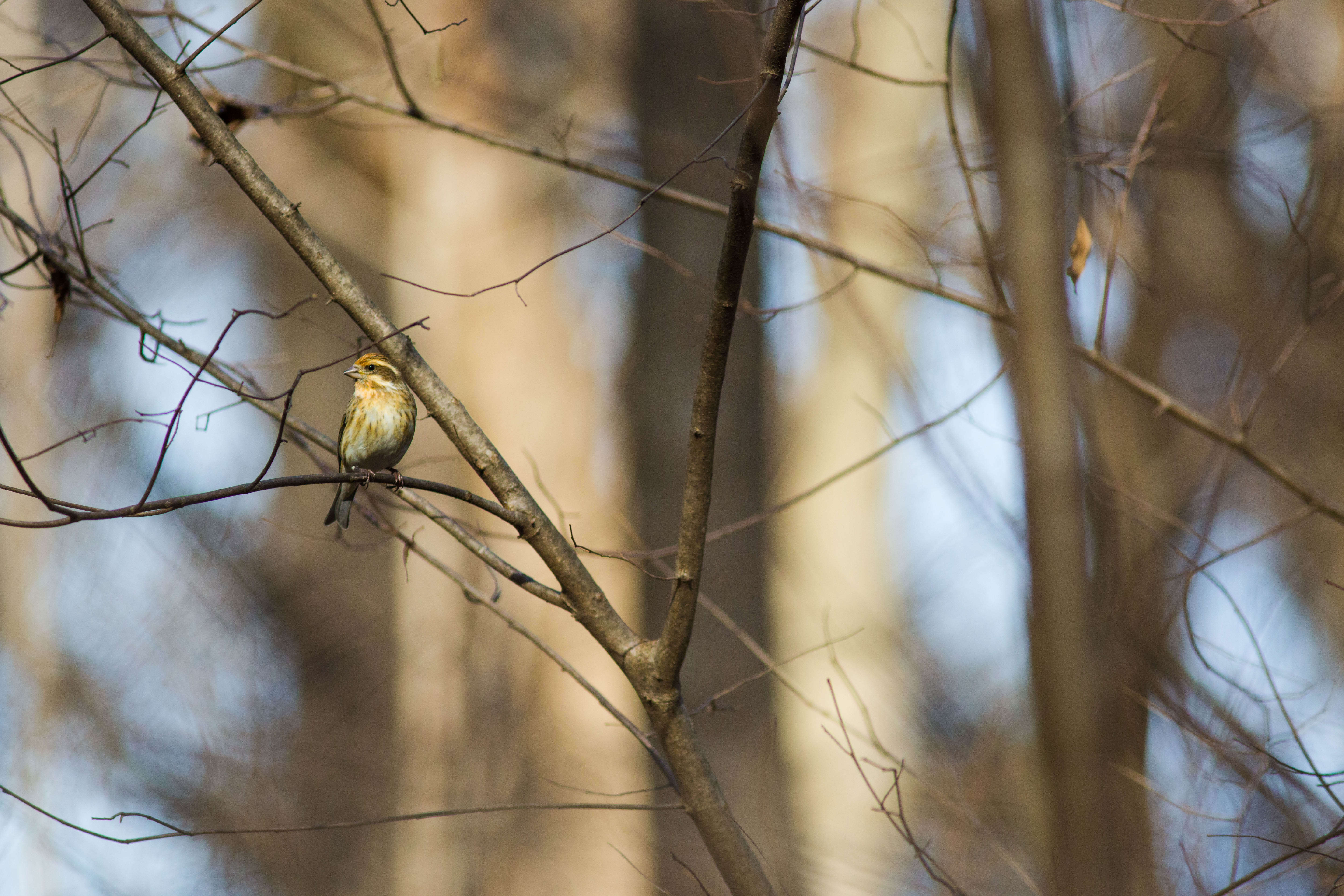 Image of Purple Finch