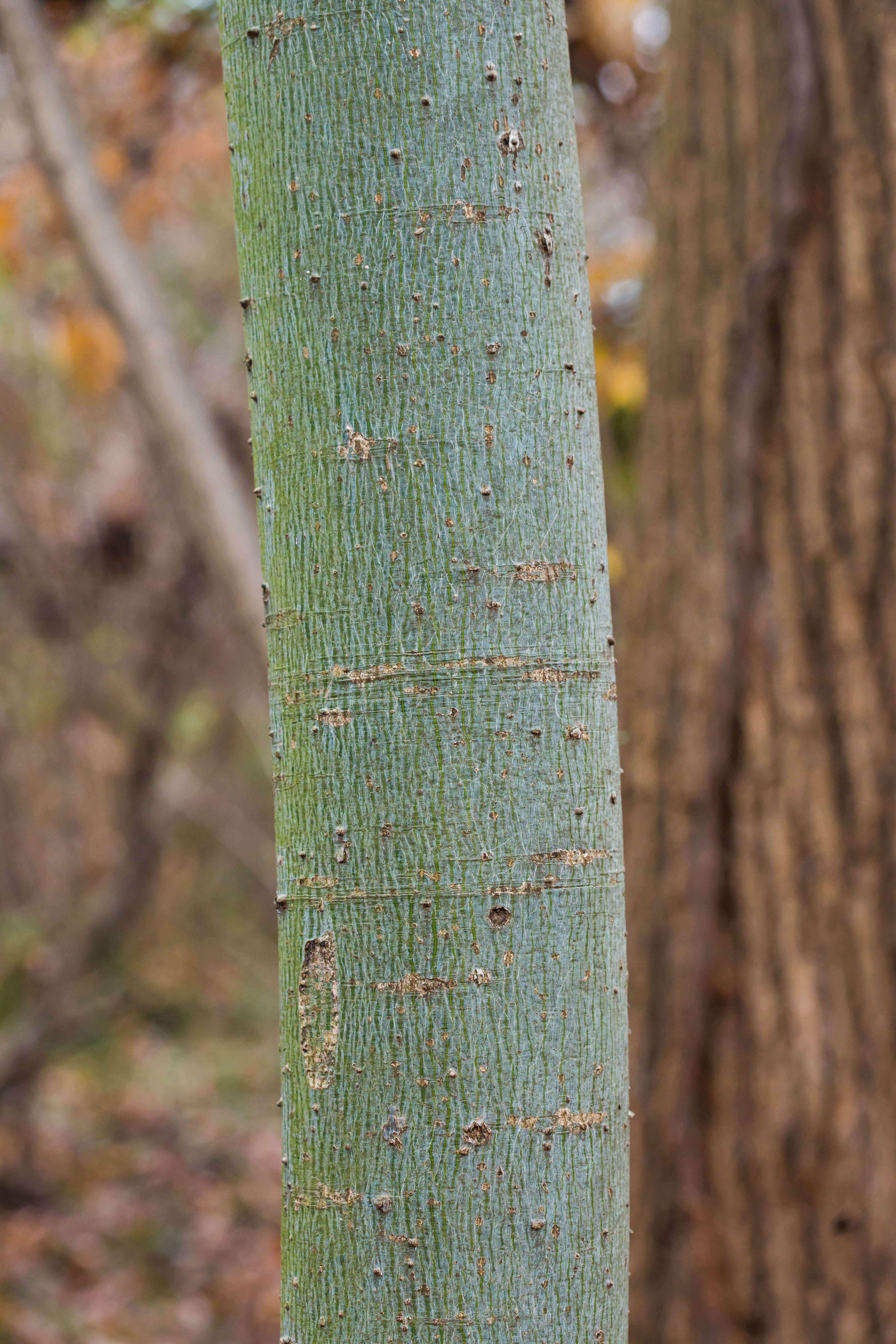 Image of Chinese parasoltree