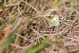 Image of Dainty Sulphur