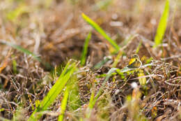 Image of Dainty Sulphur