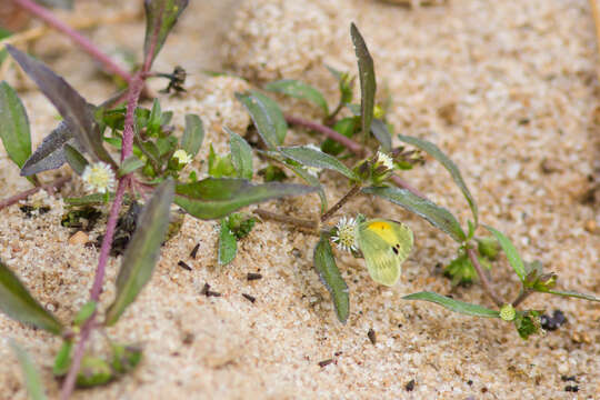 Image of Dainty Sulphur