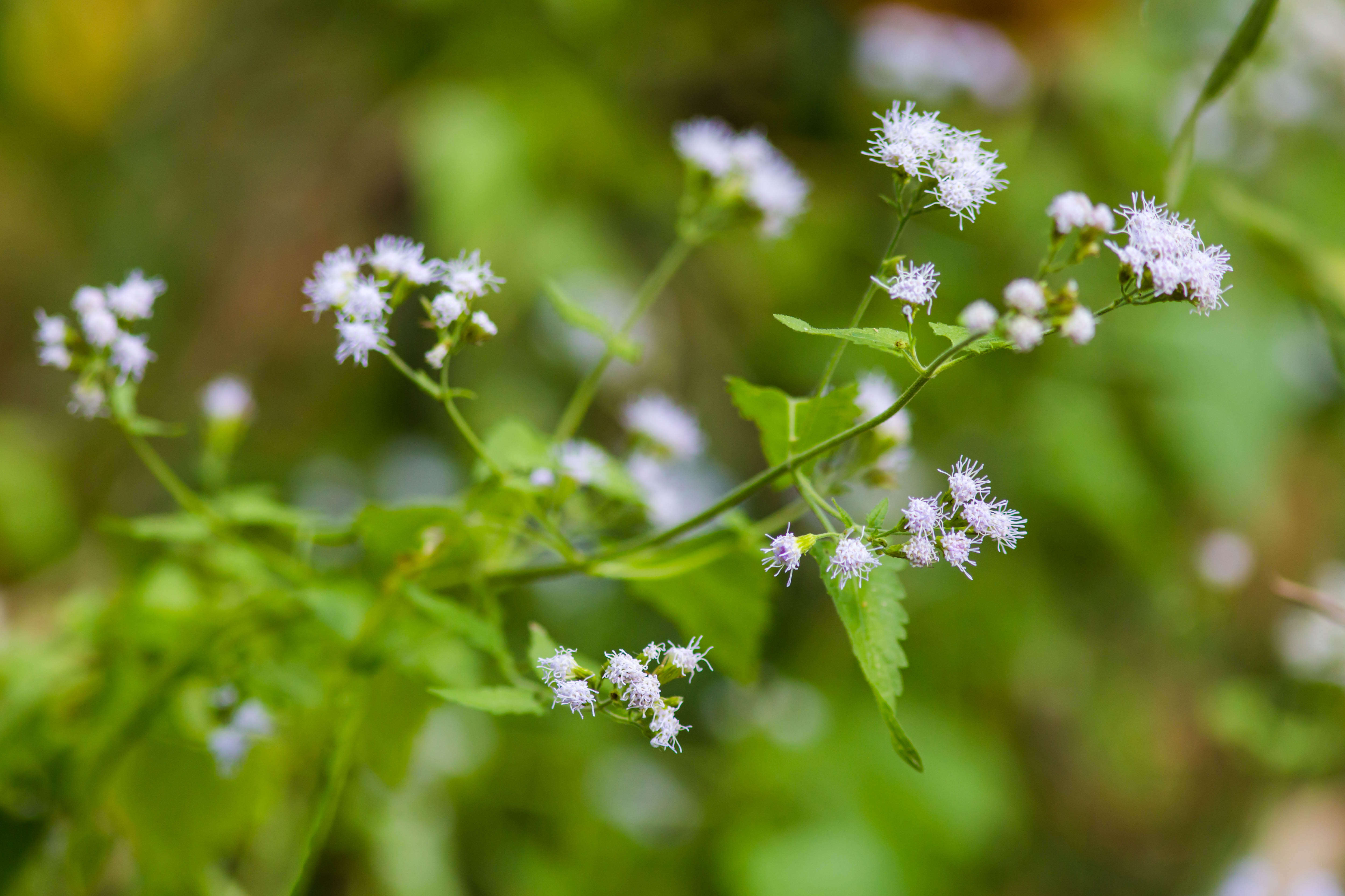 Plancia ëd Fleischmannia incarnata (Walt.) R. King & H. Rob.