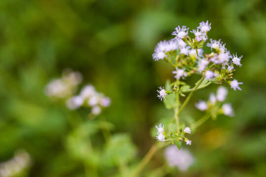 Image of pink thoroughwort