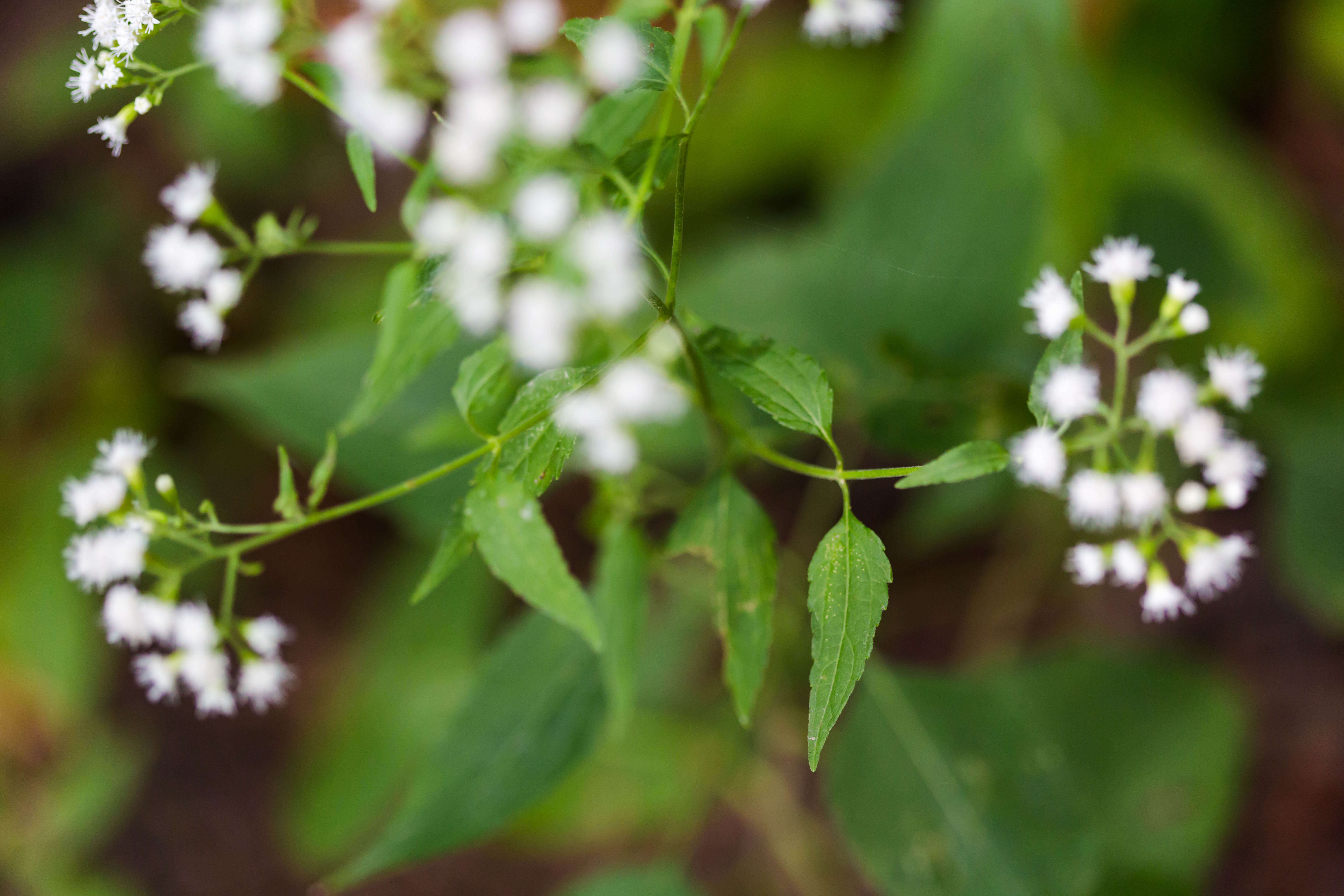 Image of lateflowering thoroughwort