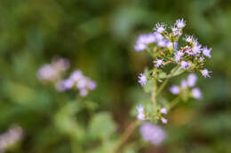 Plancia ëd Fleischmannia incarnata (Walt.) R. King & H. Rob.