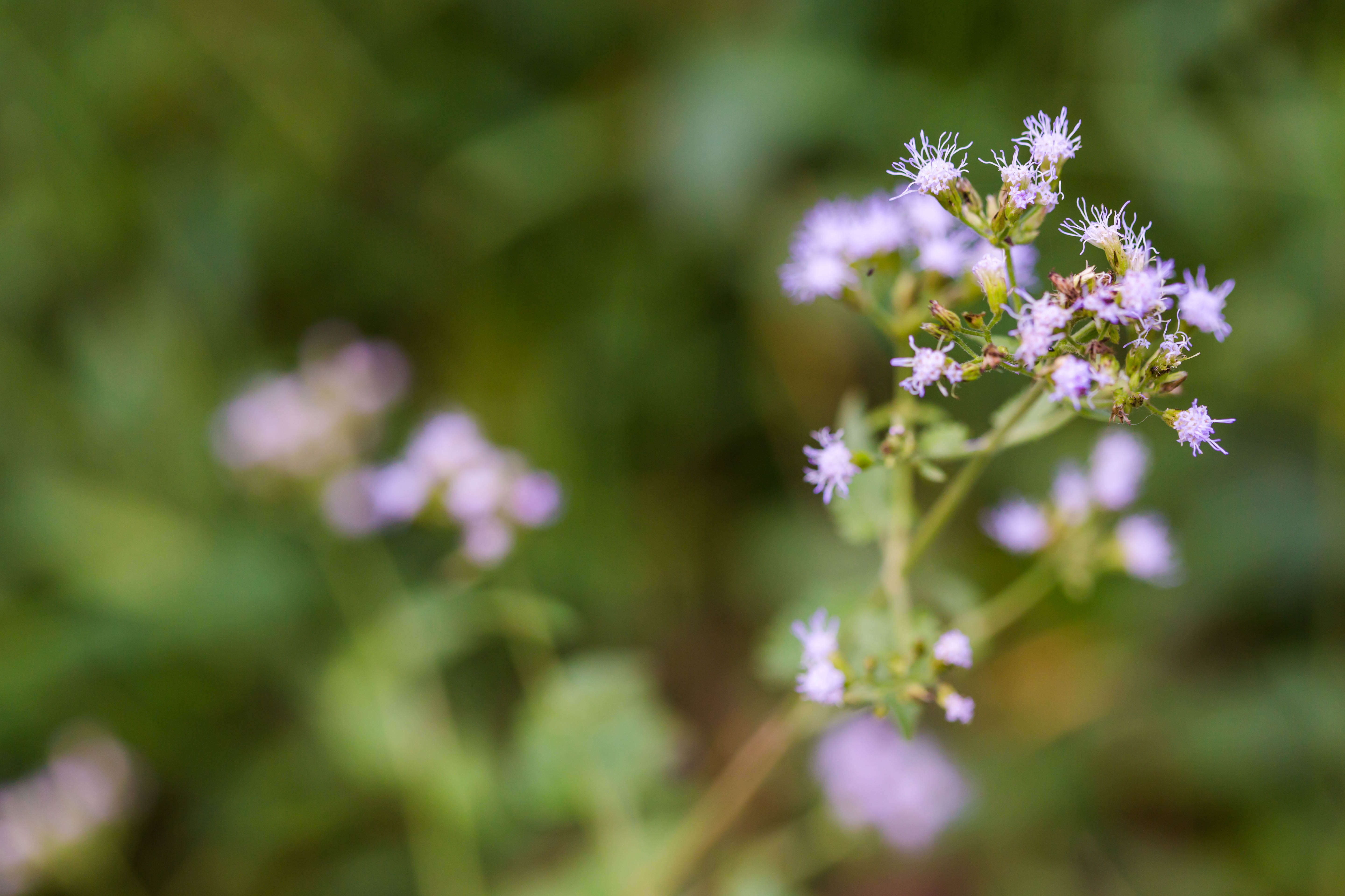 Plancia ëd Fleischmannia incarnata (Walt.) R. King & H. Rob.