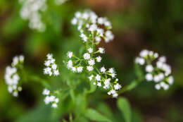 Image of lateflowering thoroughwort