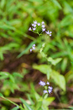 Image of pink thoroughwort