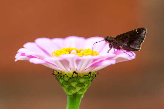 Image of Clouded Skipper