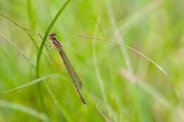 Image of Forktail