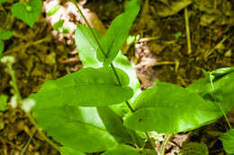 Plancia ëd Andersonglossum virginianum (L.) J. I. Cohen