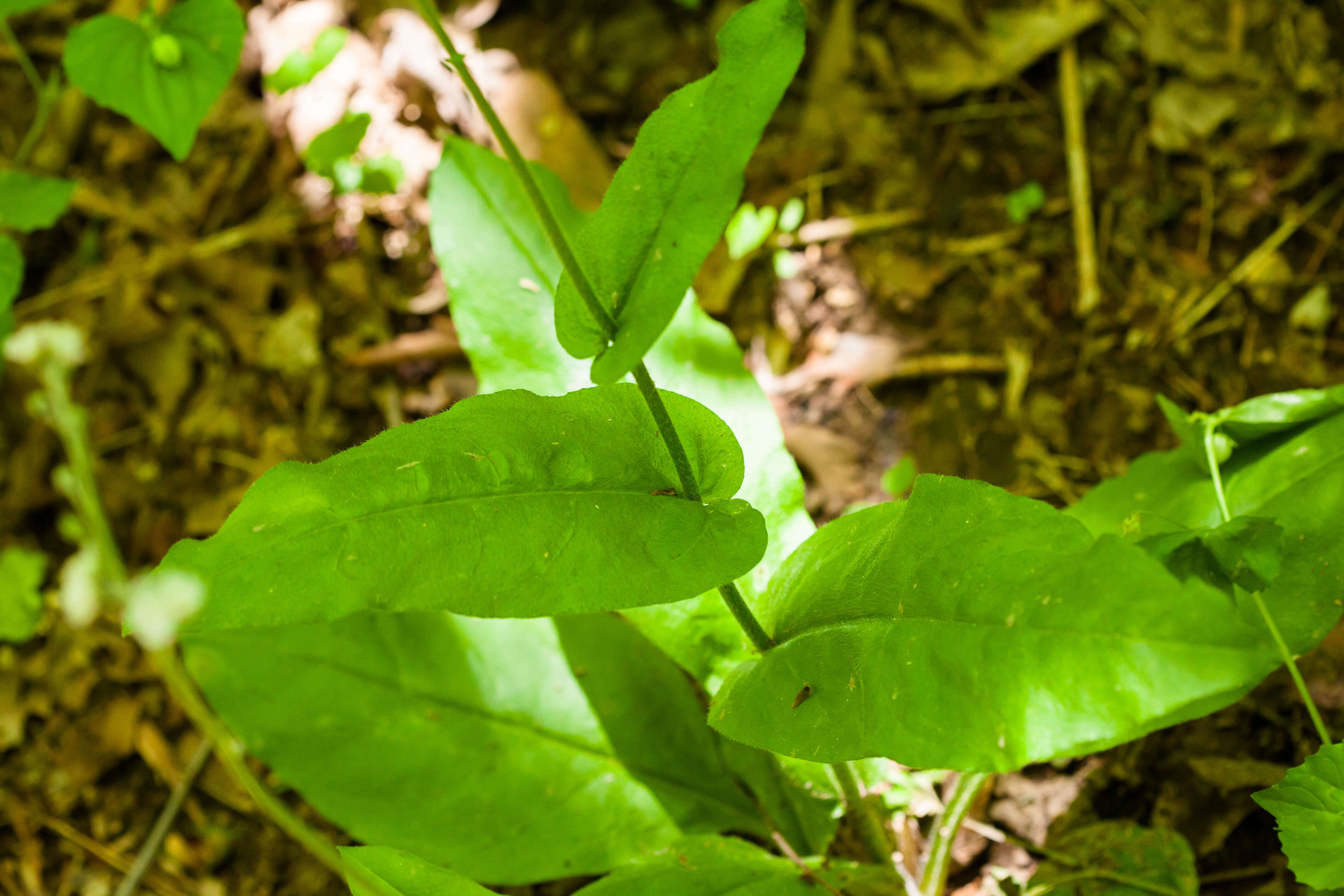 Image of wild comfrey