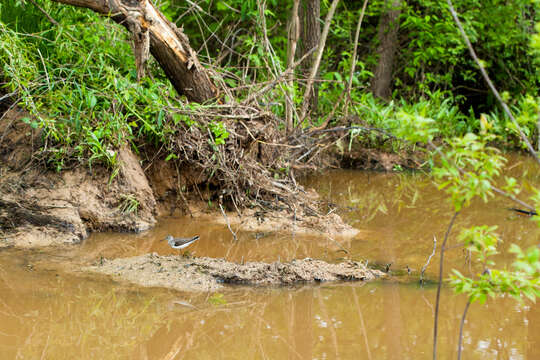 Image of Solitary Sandpiper