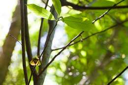 Image of Indian-banana