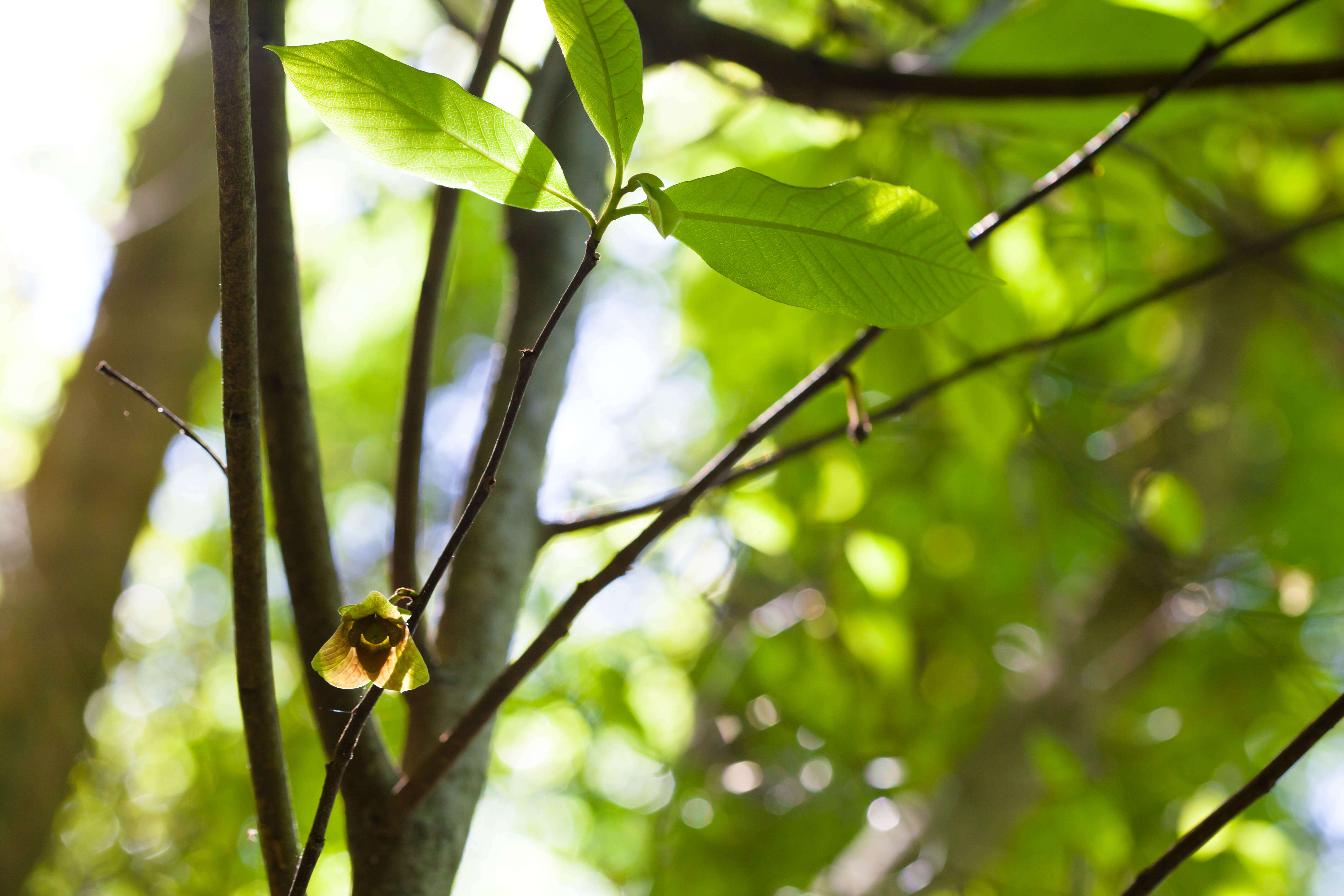 Image of Indian-banana