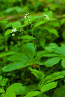 Image of wild comfrey