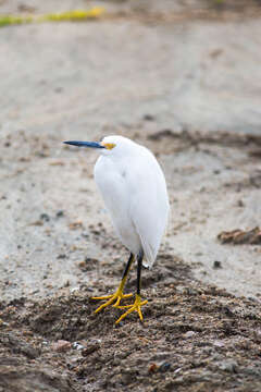 Image of Snowy Egret