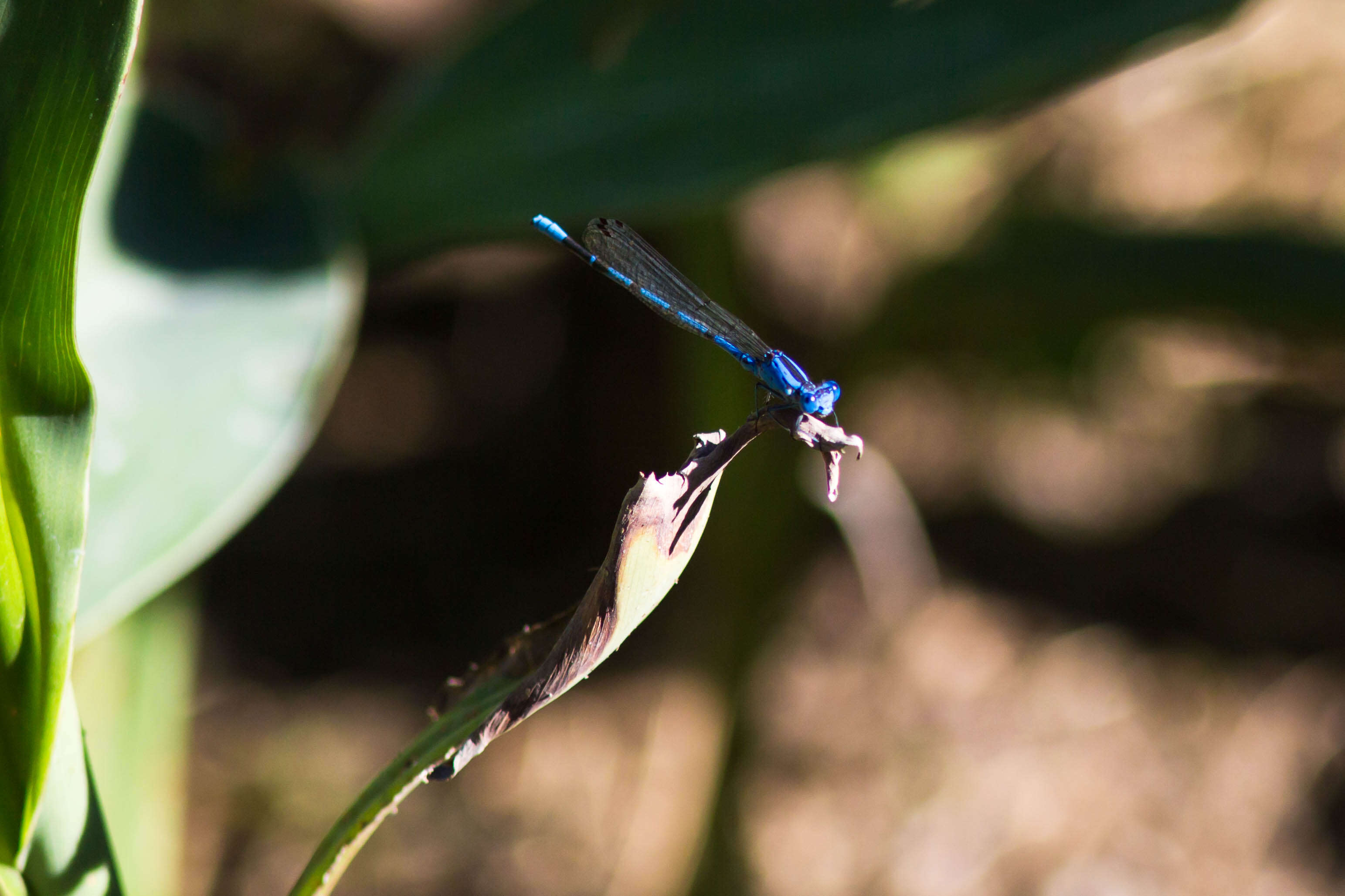 Imagem de Argia vivida Hagen ex Selys 1865