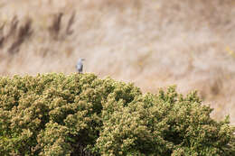 Image of Northern Mockingbird