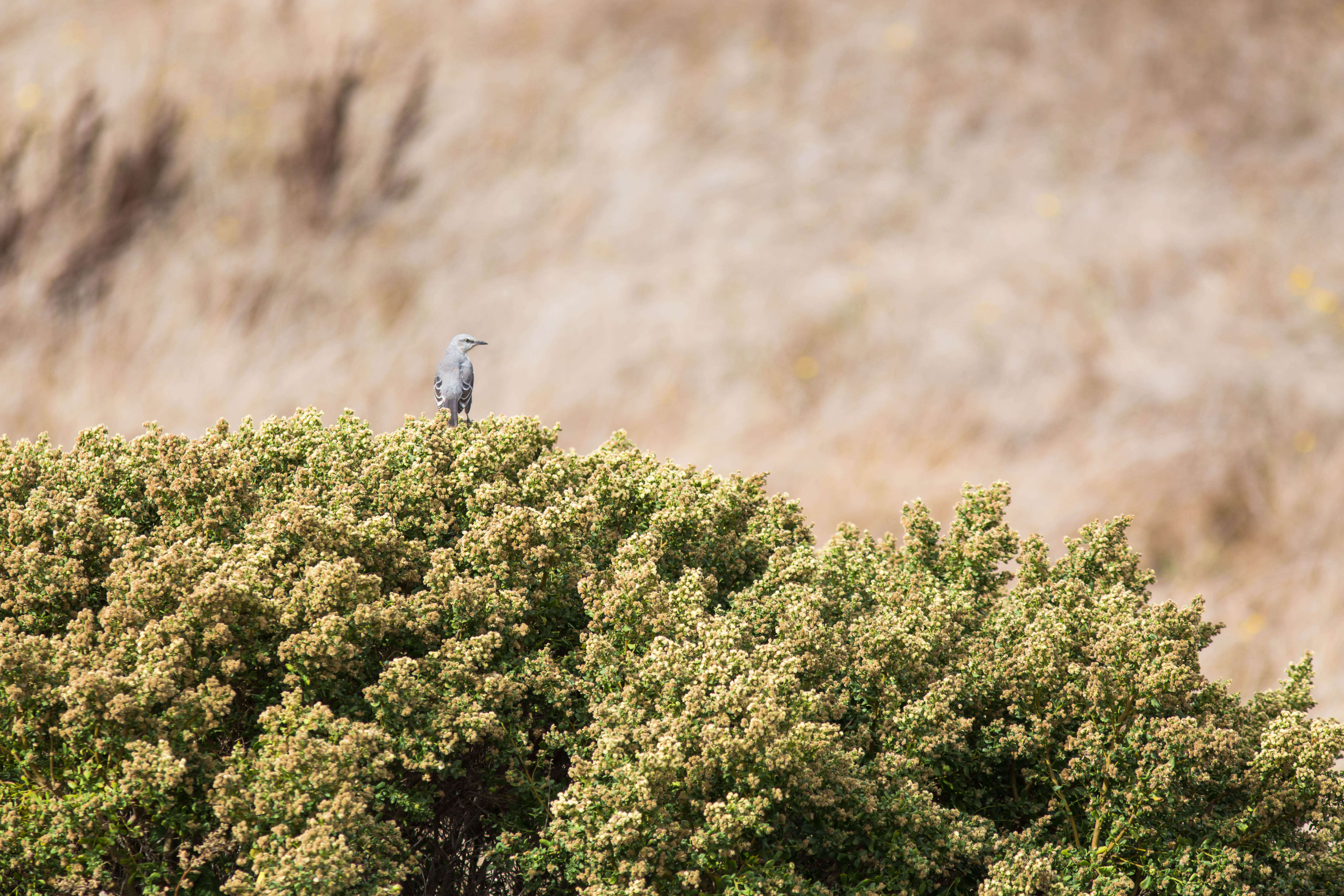 Image of Northern Mockingbird