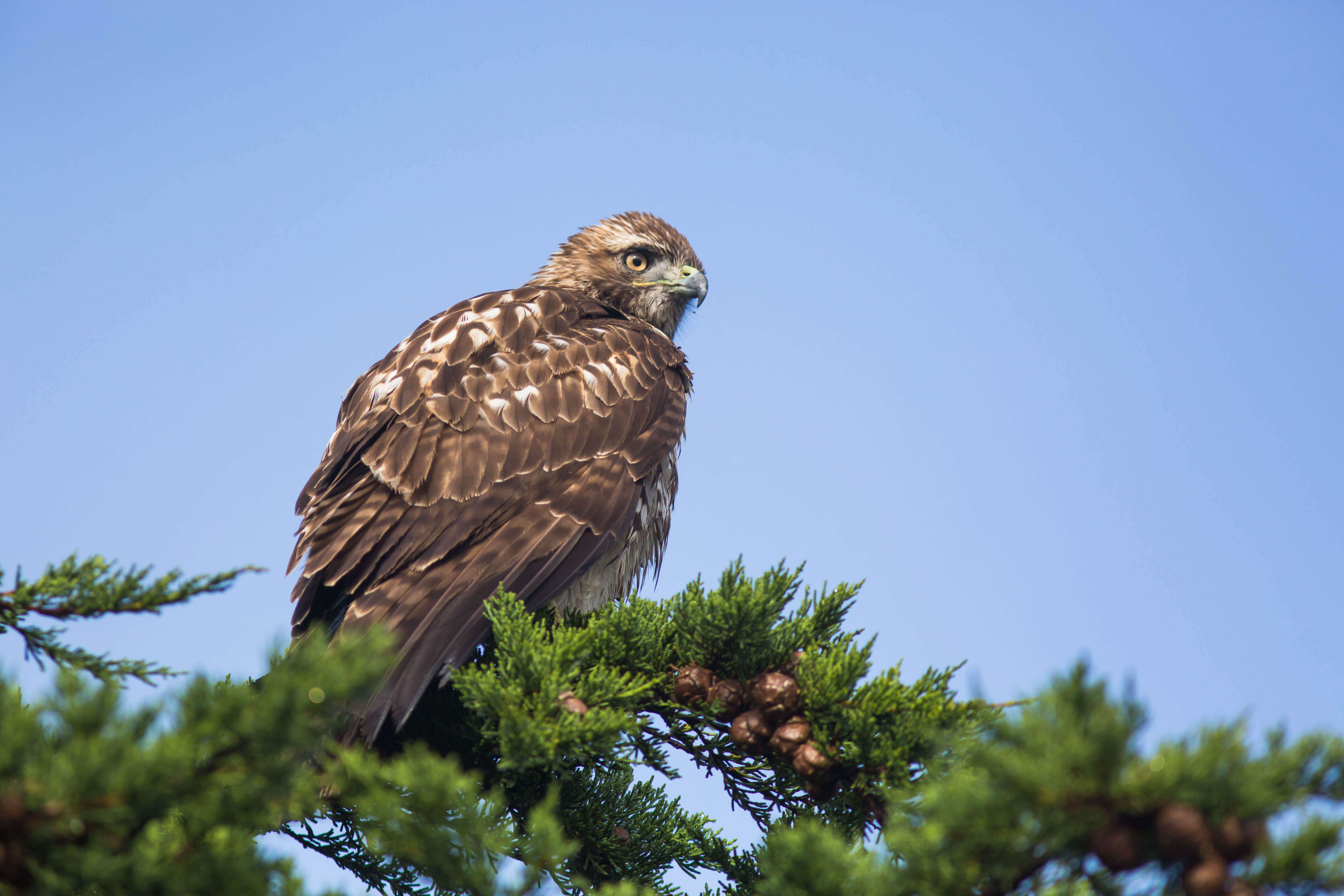 Image of Red-tailed Hawk