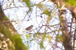 Image of Pine Siskin