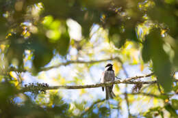 Image of Chestnut-backed Chickadee