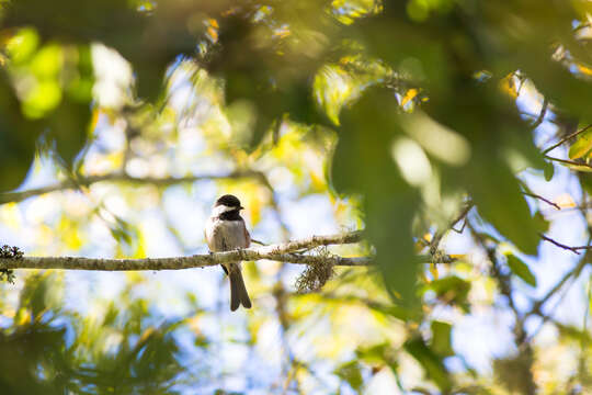 Image of Chestnut-backed Chickadee