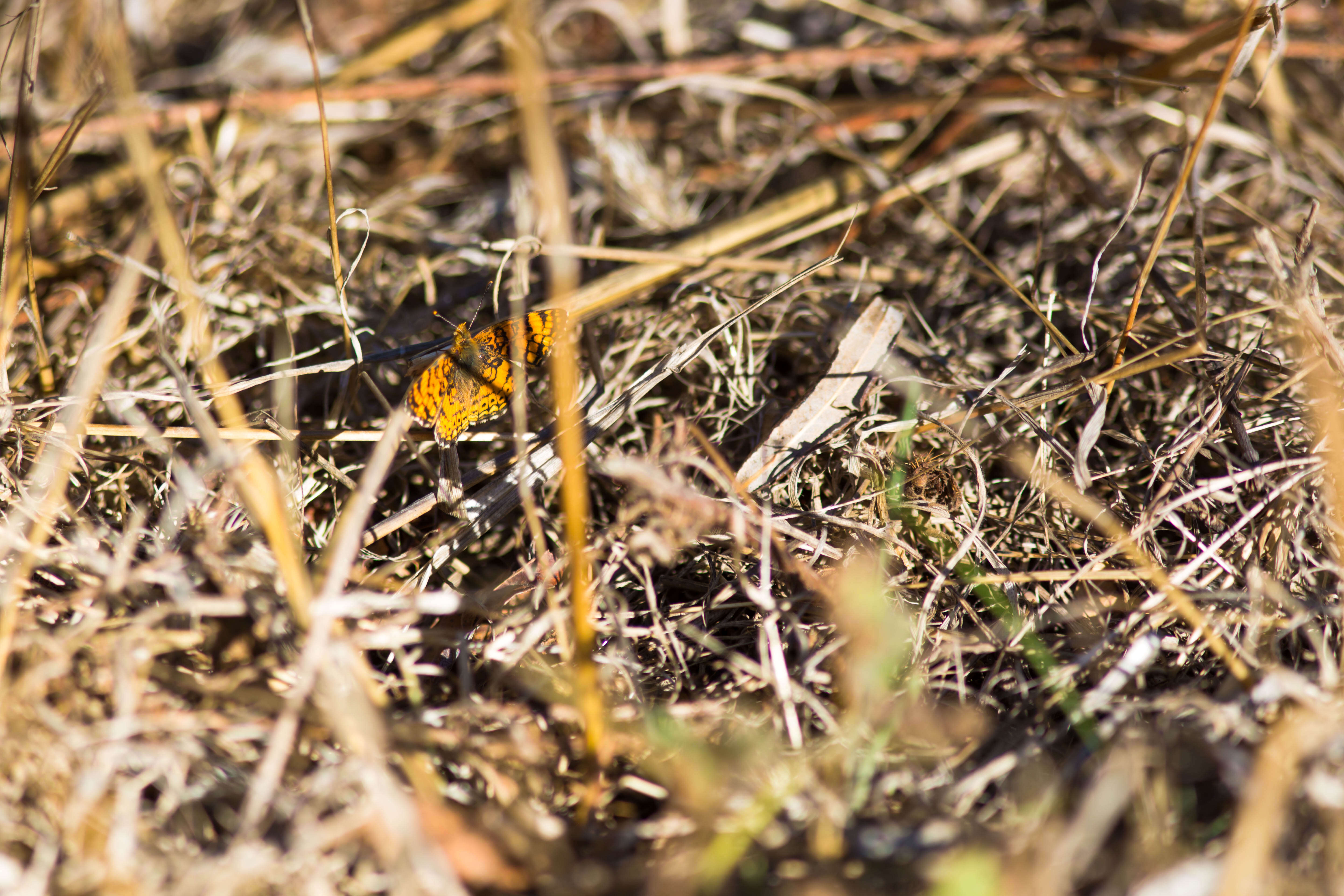 Image of Phyciodes mylitta