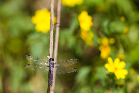 Libellula incesta Hagen 1861 resmi