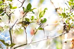 Image of goldcrests and kinglets