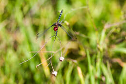 Image of Checkered Setwing