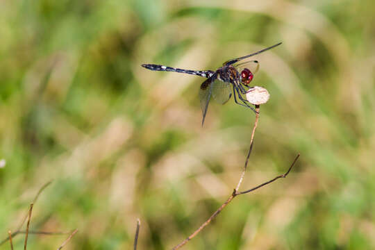 Image of Checkered Setwing