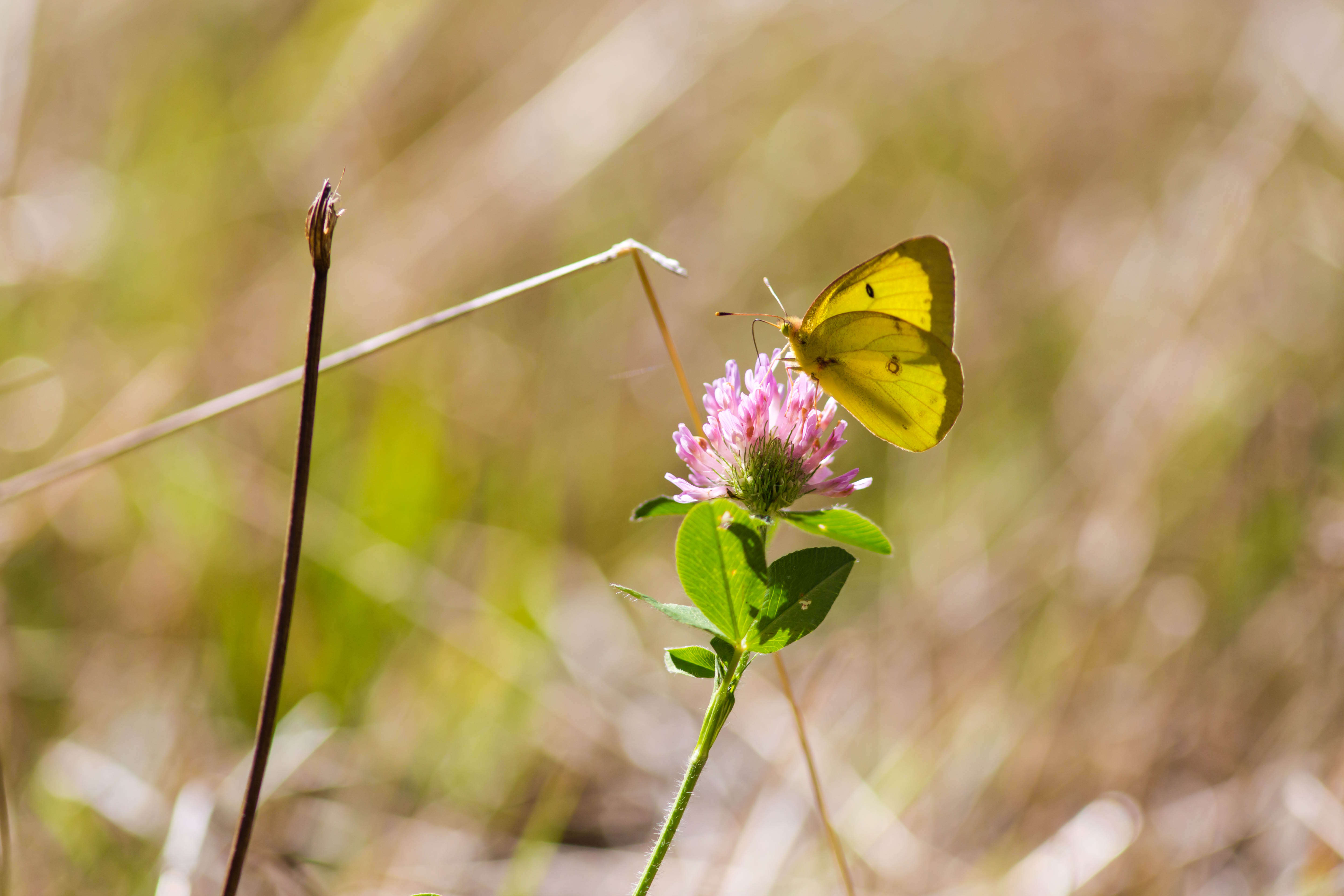 Image of Clouded sulphur