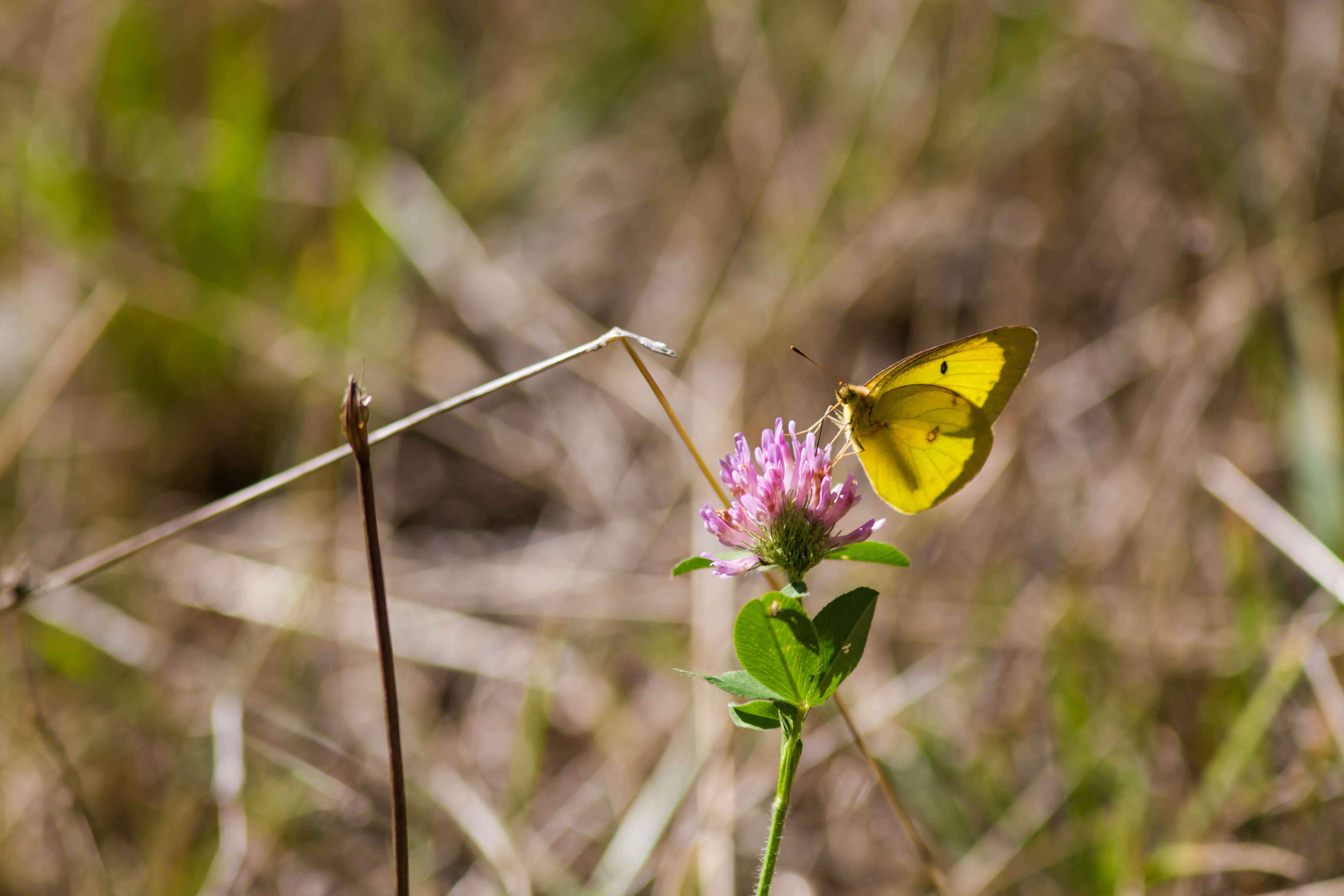 Image of Clouded sulphur