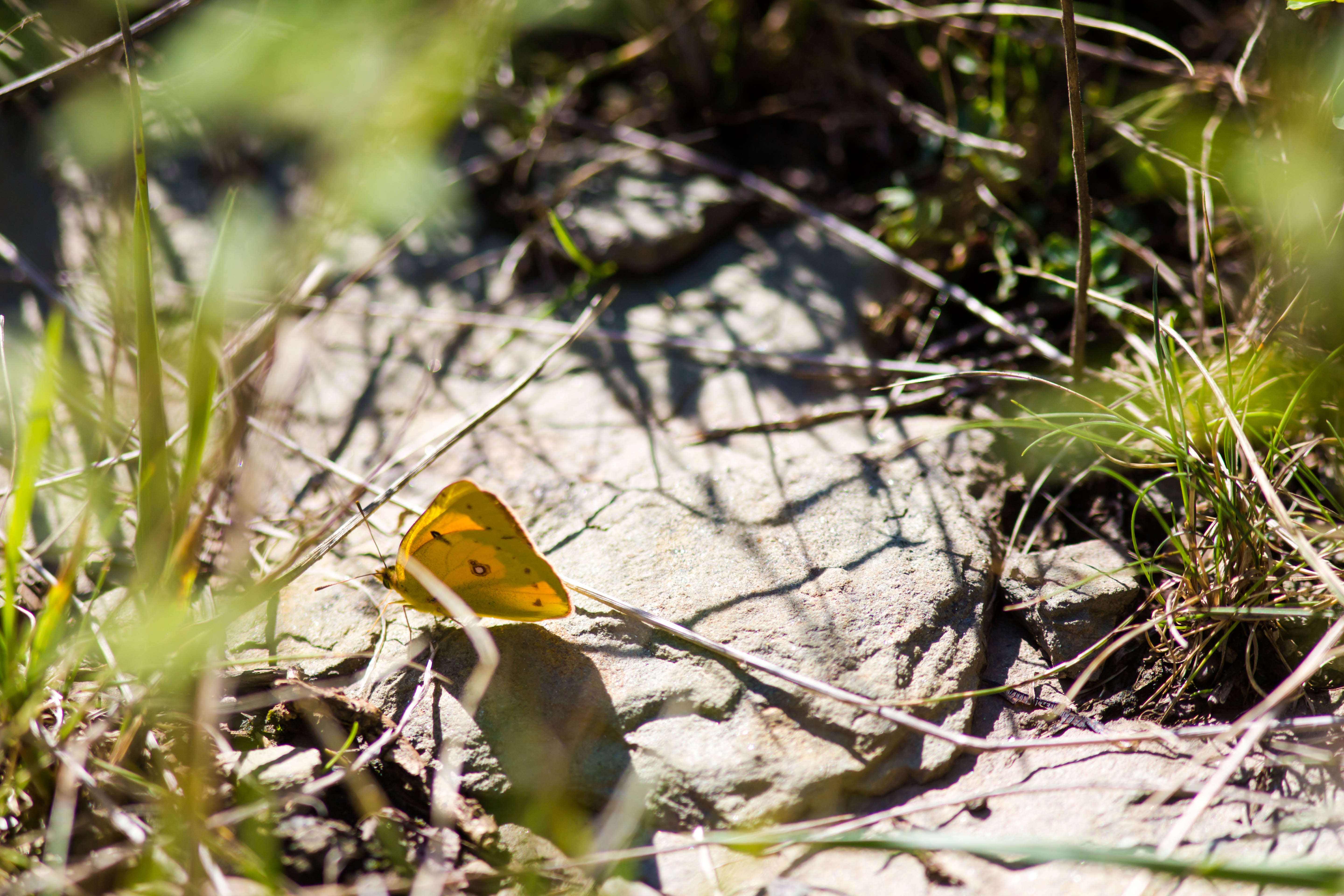 Image of Orange Sulphur