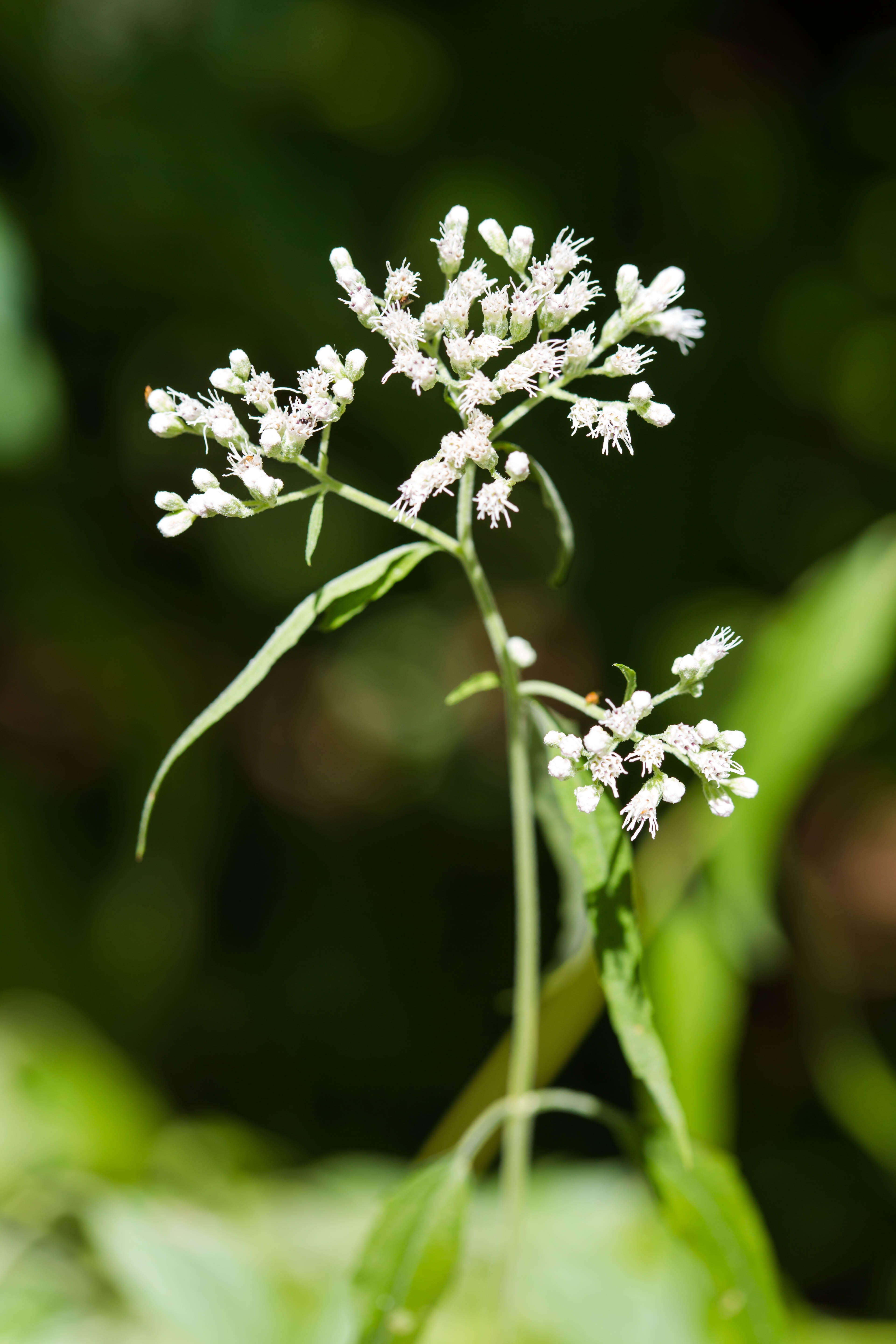 Image of lateflowering thoroughwort