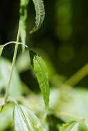 Image of lateflowering thoroughwort